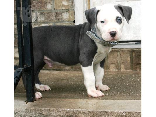PoulaTo: Αμερικανικά κουτάβια τεριέ Pit Bull ..